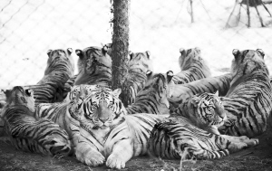 奥门白虎版精准资料,具象化表达解说_DNA50.352多媒体版