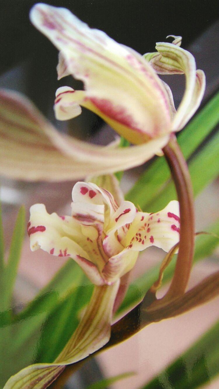 大理兰花最新交易价格详解