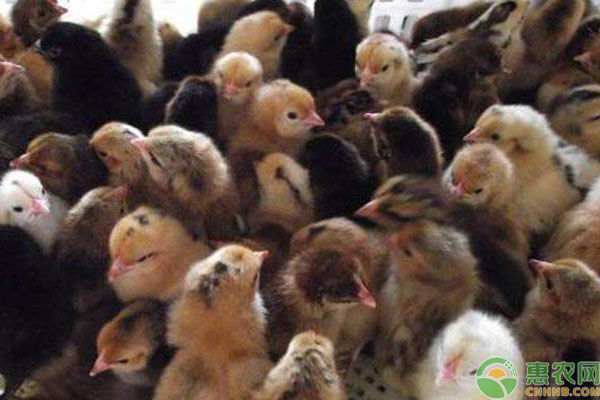 最新北京峪口鸡苗价格,最新北京峪口鸡苗价格背后的温情故事