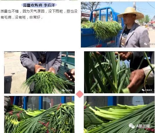 蒜薹最新市场价格动态与一场自然美景的探险之旅