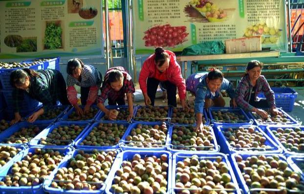 广西花生米最新价格行情动态更新