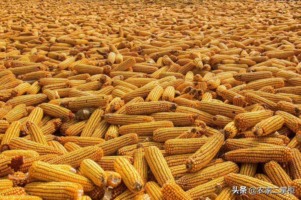 河南玉米价格最新行情更新通知