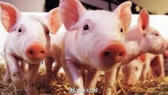 湖北生猪情缘，兴旺猪事与友情长存