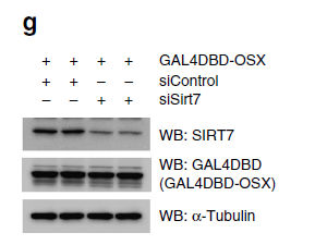 新奥门特免费资料大全7456,精细化实施分析_FWD29.948机器版