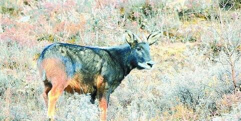 澳门四不像正版资料,创新解释说法_AOD50.929流线型版