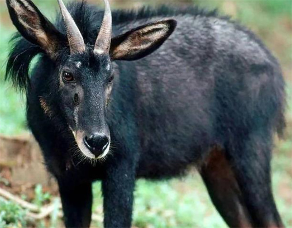 澳门四不像正版资料,创新解释说法_AOD50.929流线型版