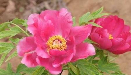 白小姐三肖三码必中生肖图,实时处理解答计划_HXZ50.180抗菌版