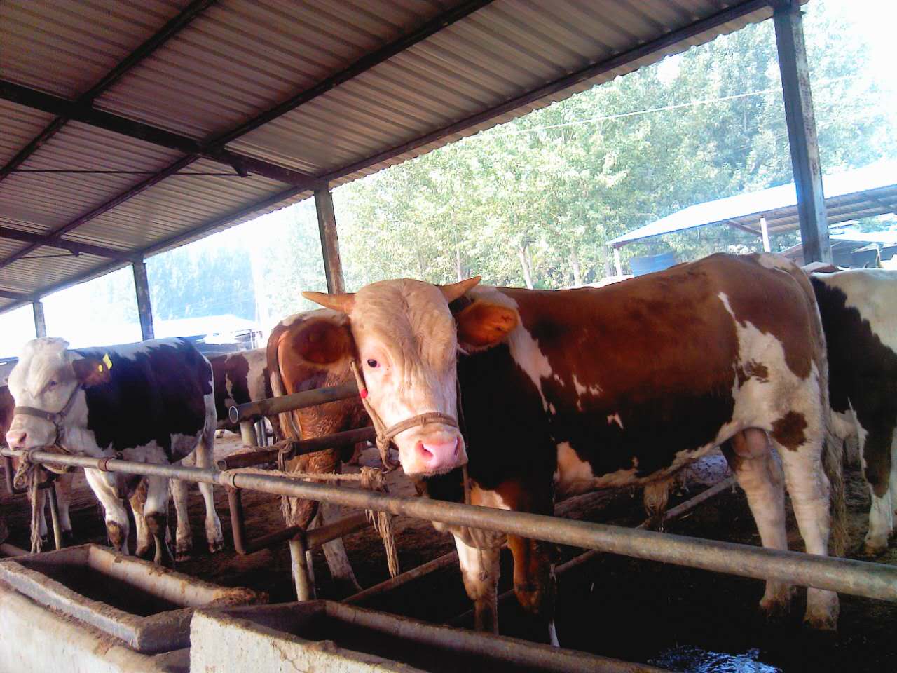 鲁西黄牛苗最新价格,踏上寻找内心平静的旅程之旅