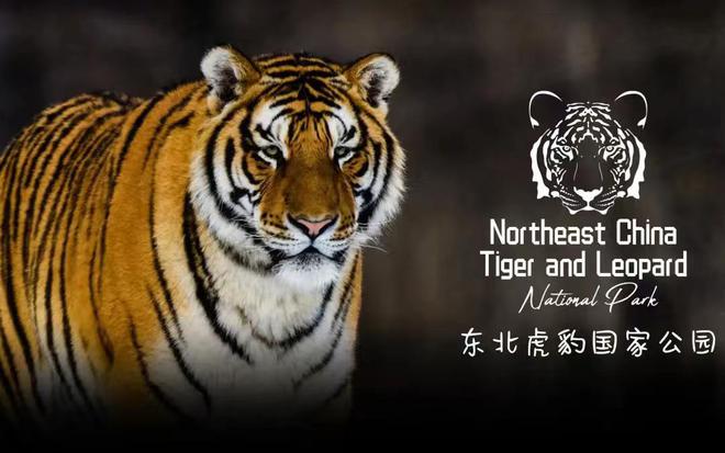 虎豹公园最新消息2024,科技重塑自然生态,未来触手可及