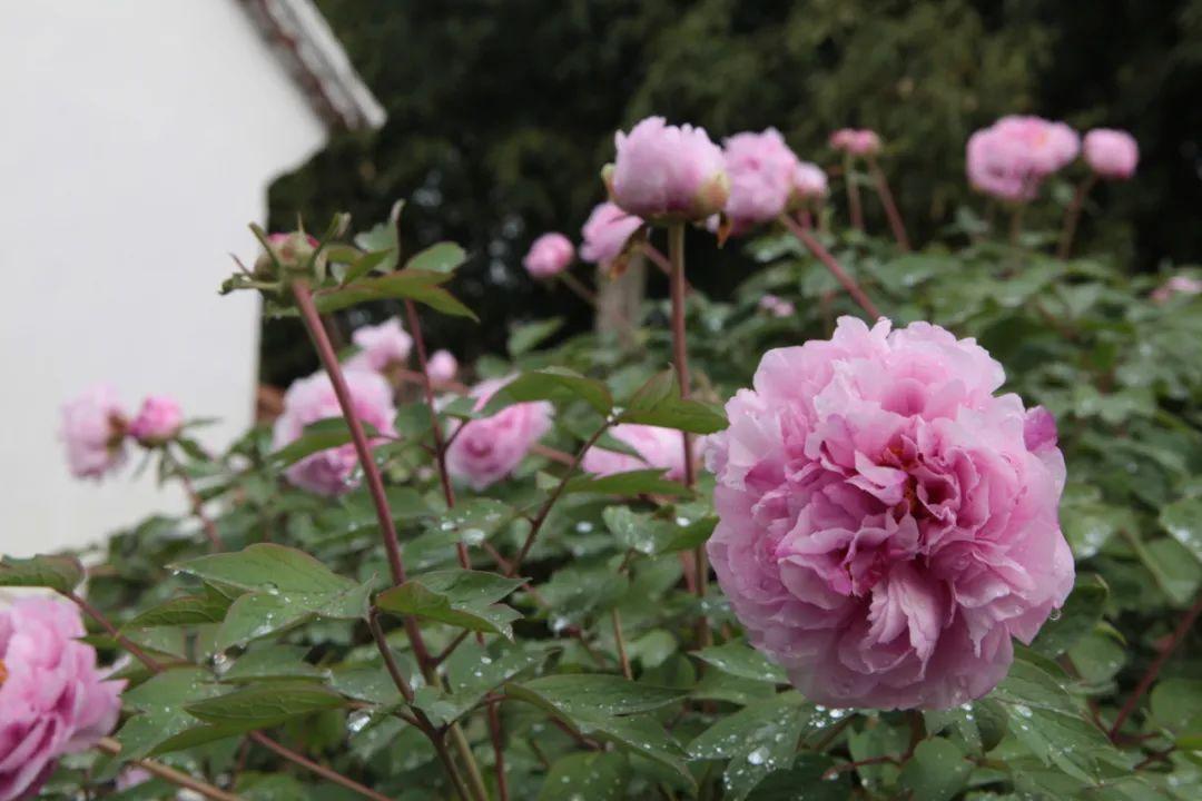 金山9路最新时刻表,自然美景探索之旅启程时刻