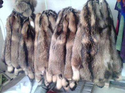 黑龙江貉子皮最新价格行情更新通知