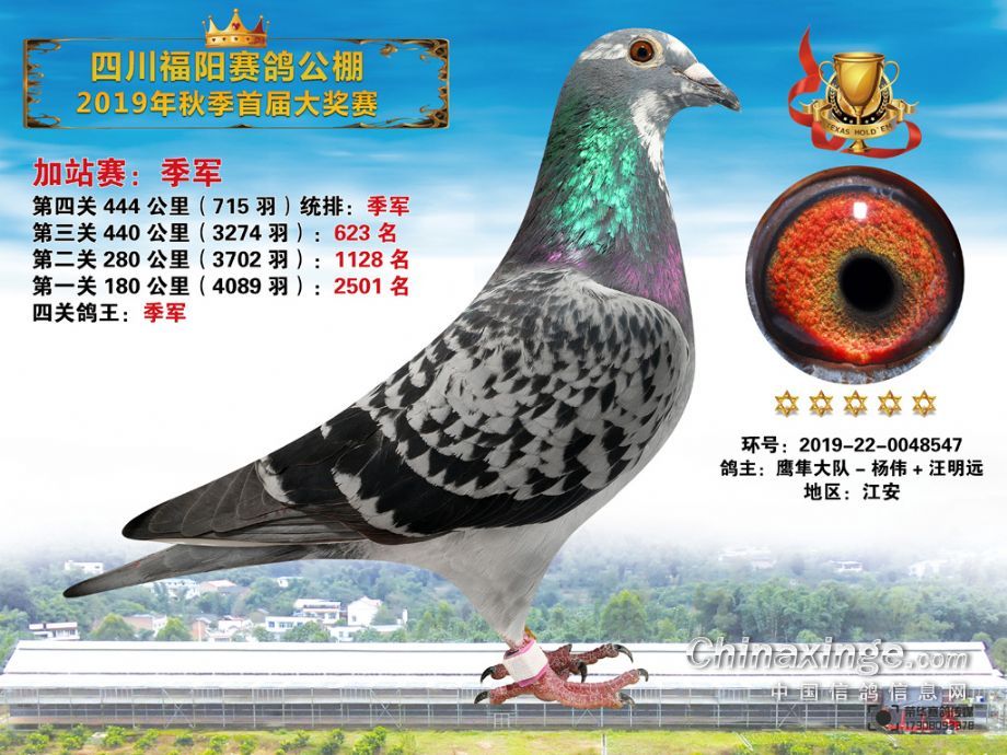 白银赛鸽公棚最新公告揭秘，精彩内容抢先看！
