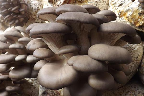 平菇生料栽培最新技术,爱与陪伴的种植之旅启程