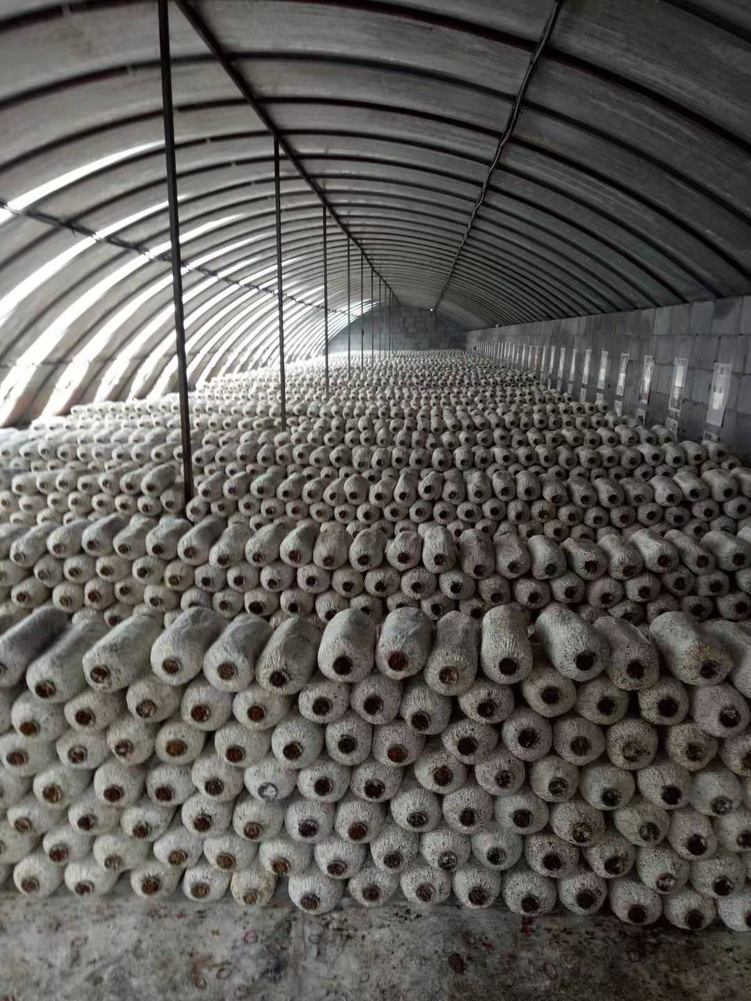 平菇生料栽培最新技术,爱与陪伴的种植之旅启程