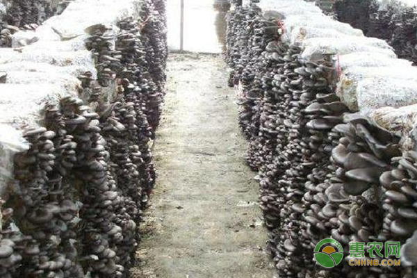 平菇生料栽培最新技术,爱与陪伴的种植之旅启程