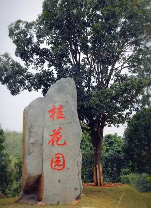 日照桂花园，自然美景探索之旅，寻找内心平和与喜悦的最新消息