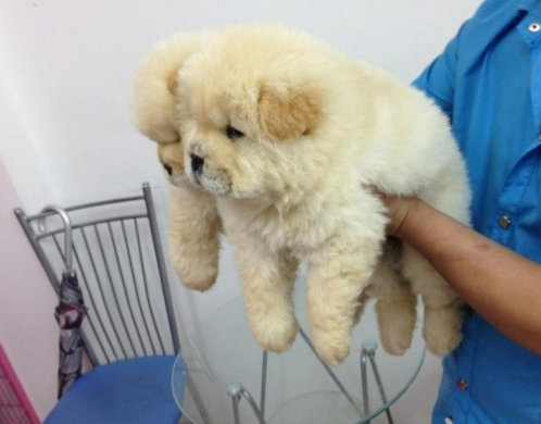 最新保定百灵鸟出售指南,购买步骤详解