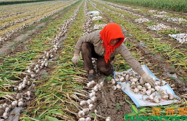 金乡蒜乡播报最新动态 🌾🌱——蒜乡新篇章