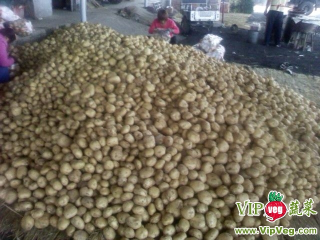 万邦土豆最新价格行情,科技重塑土豆产业,展现高科技魅力