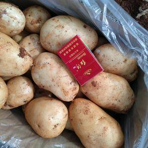 万邦土豆最新价格行情,科技重塑土豆产业,展现高科技魅力