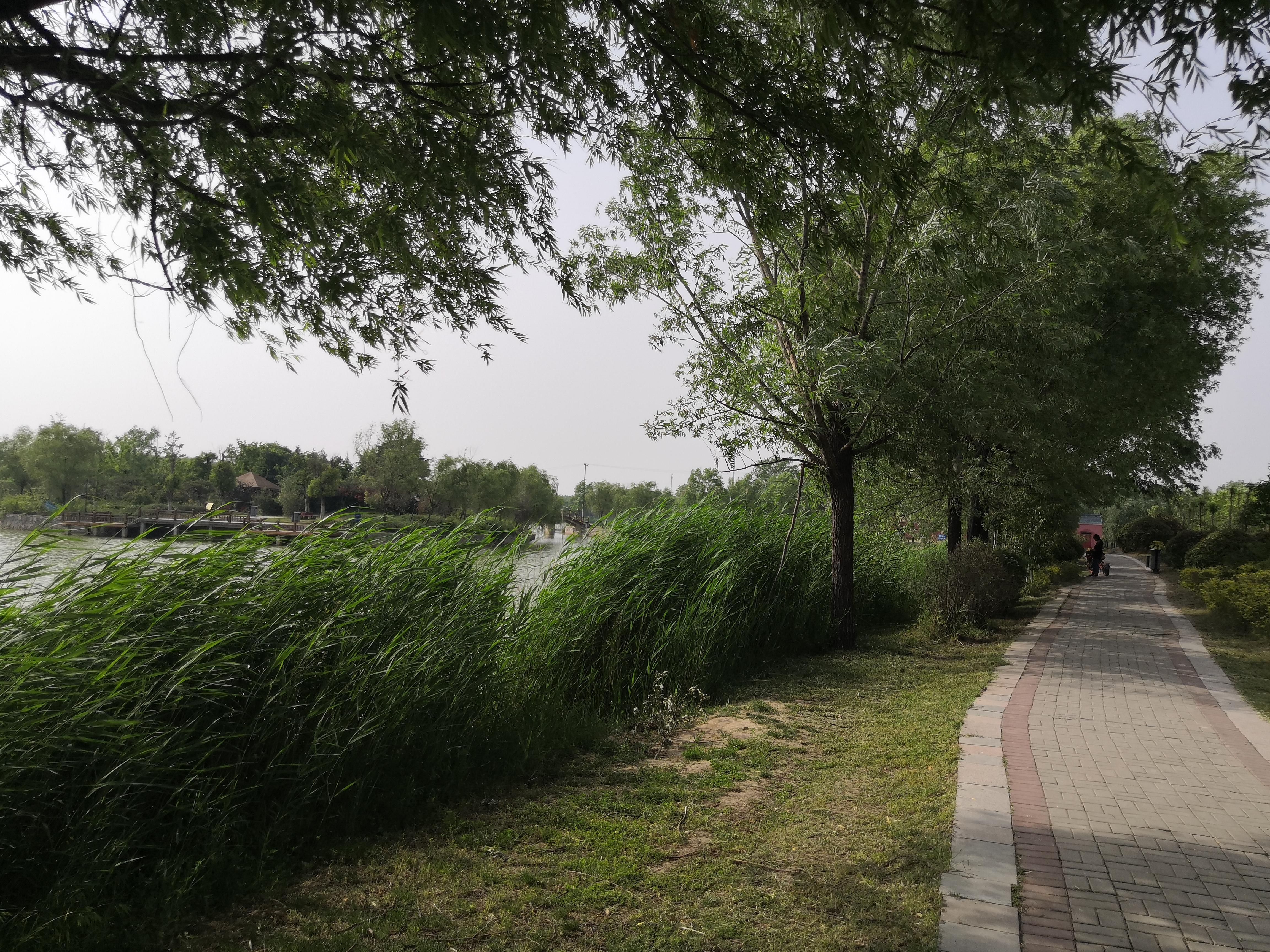 虞城森林公园绿色生态新篇章揭晓最新动态