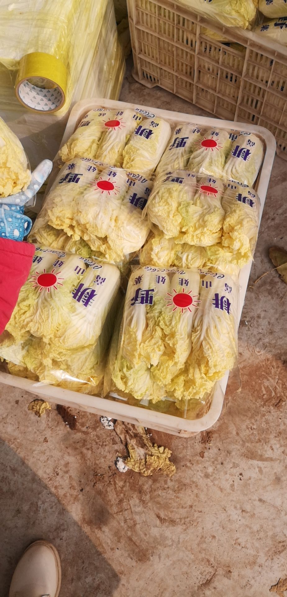 娃娃菜市场行情深度分析与观点阐述