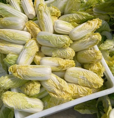 娃娃菜市场行情深度分析与观点阐述