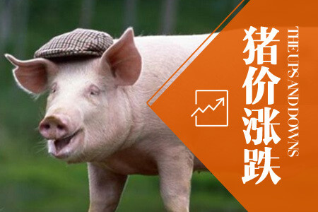 湖北生猪情缘,兴旺猪事与友情长存
