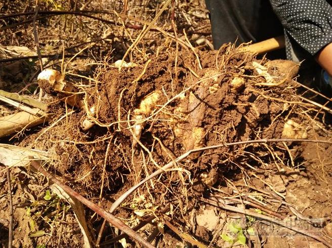 今日湖北菜籽价格行情,今日湖北菜籽价格行情分析