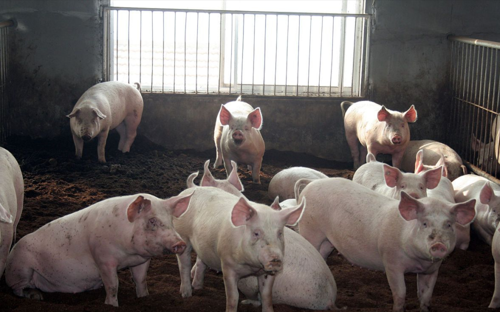 毛猪行情深度解析,洞悉市场走势,全面解读最新动态!