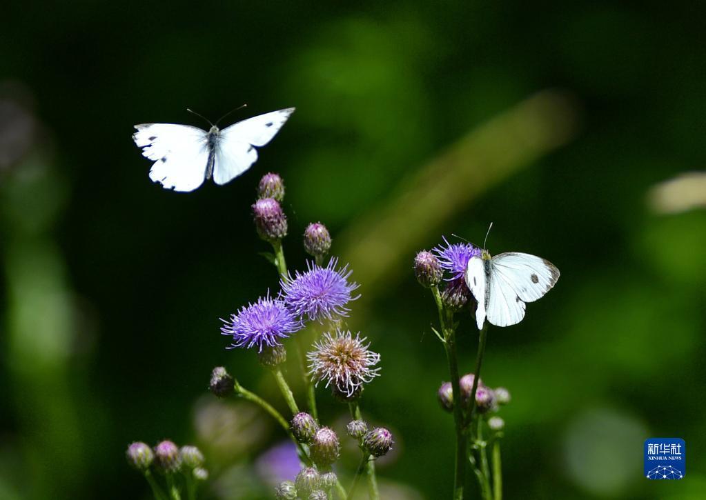 欣欣向荣作品集全新,欣欣向荣作品集全新制作步骤指南
